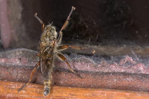 Tolmerus atricapillus